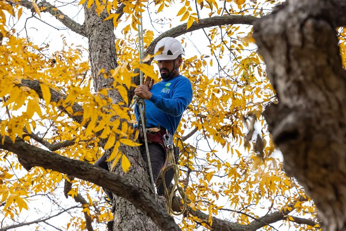 Skilled Tree Pruning crew working in Grand View